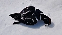 Десятки мертвых птиц нашли в окрестностях Курильска и Горного