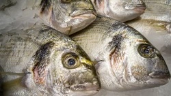 Депутаты облдумы встали на защиту рыбаков Сахалина перед федеральным законом