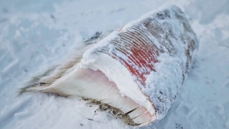 Стало известно, куда исчезла туша кита с побережья Сахалина