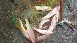 Сахалинцы незаконно выловили 30 хвостов тихоокеанских лососей