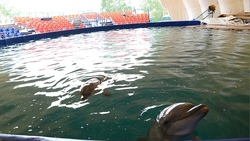 Сотрудники дельфинария дежурили в бассейне всю штормовую ночь