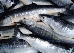 Горбушу по 100 рублей за килограмм привезут в Южно-Сахалинск 4 августа