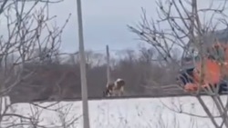 Корова остановила поезд в селе Холмского района 