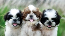 Международный день собак — 2 июля: история праздника, как отмечают