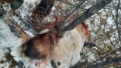 Бродячие собаки убивают оленей в Ногликском районе 