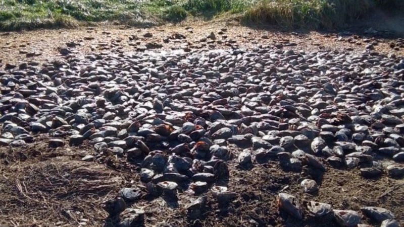 «Меня выворачивает!»: жители Поронайска задыхаются от рыбной вони