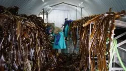 На Сахалине запустили завод для переработки ламинарии