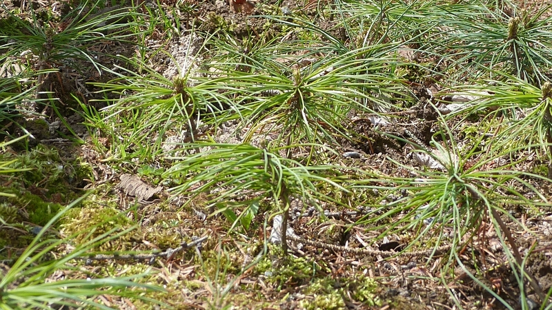 На лесной прогалине