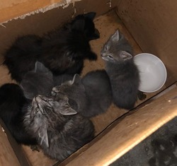 Неизвестные выкинули набитую котятами коробку на юге Южно-Сахалинска