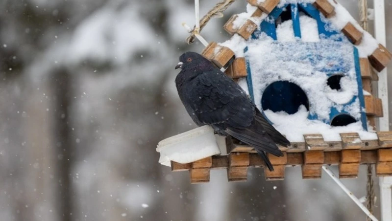 На юге Сахалина и Курилах ожидаются осадки 9 марта
