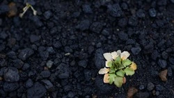 Засыпанную углем дорогу в центре Сахалина привели в порядок