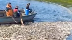 «Ни себе, ни людям»: тонны мертвой горбуши всплыли на одной из рек Сахалина