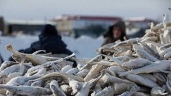 Жителей Корсакова пригласили купить свежую навагу по 100 рублей за килограмм 