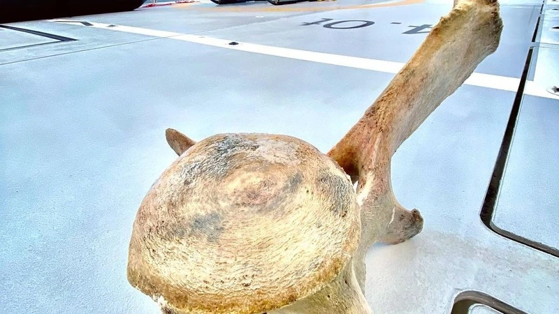 Кусок курильского кашалота появился на яхте миллиардера