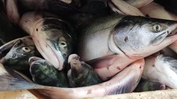 На Сахалине подрядчик снес цех-питомник для икры лососевого рыбозавода и бросил стройплощадку