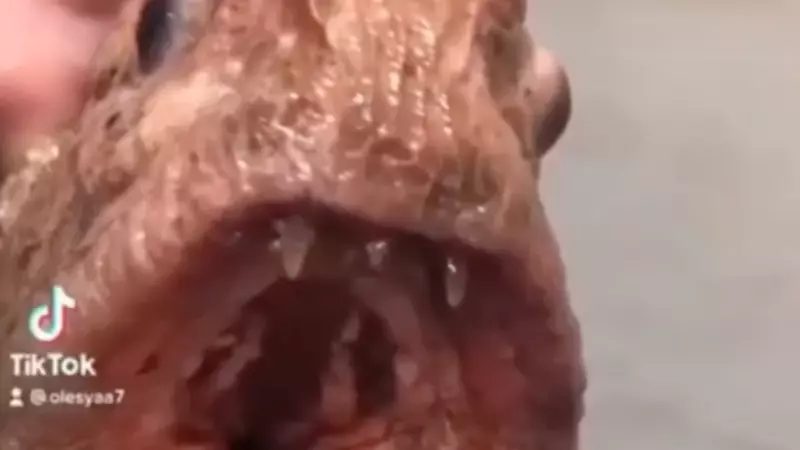 Самую уродливую рыбу поймали на Сахалине. Видео