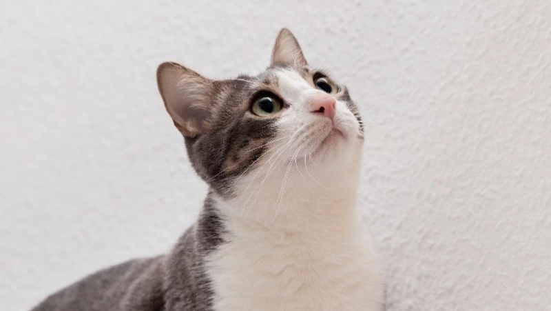 Конкурс среди патриотичных котов и кошек проведут на Сахалине