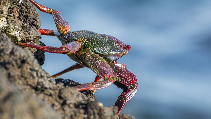 Воскресная прогулка: в Южно-Курильске на набережную не спеша выполз краб