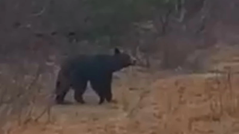 В Ногликском районе медведь прогулялся вдоль дороги