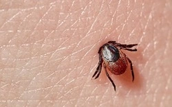 Назван способ обезопасить себя от клещевого энцефалита