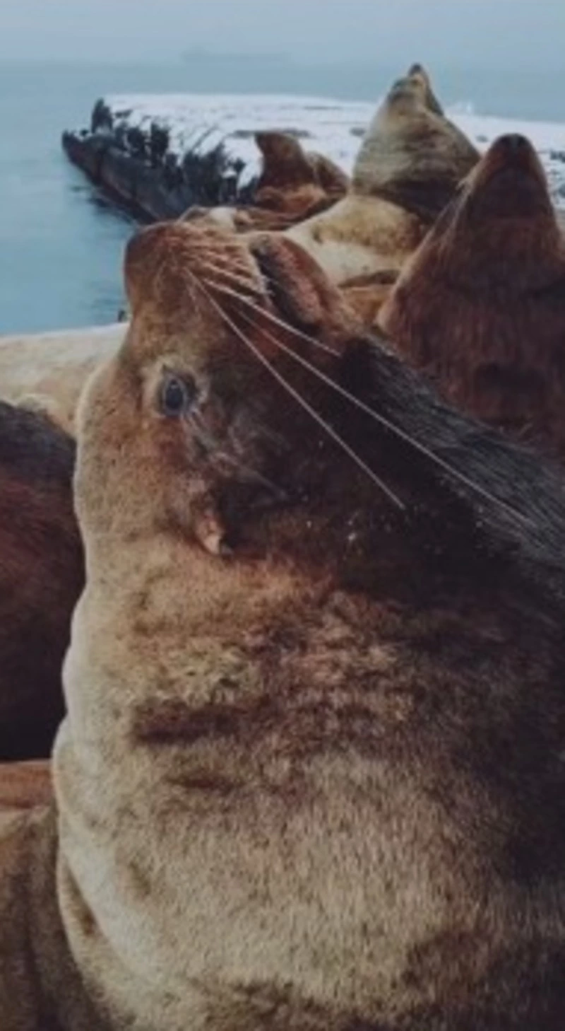 Стая сивучей приплыла в порт Невельска в декабре 2022 года за селедкой