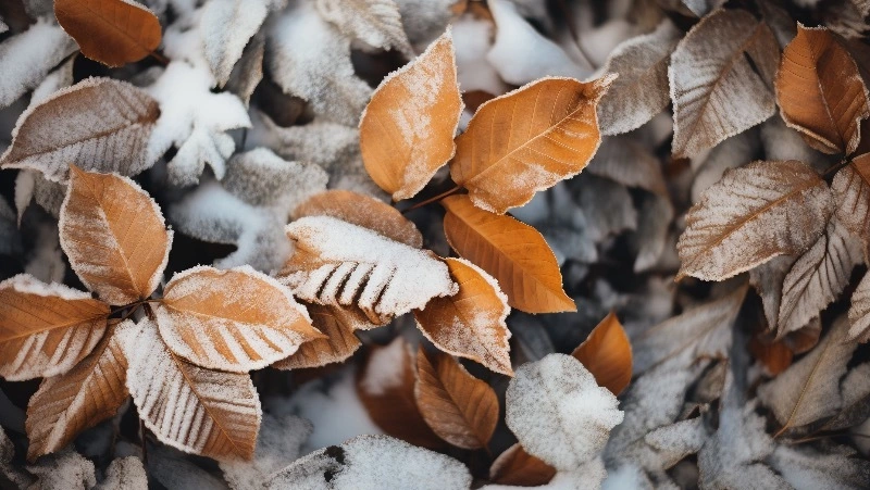 Погода в Южно-Сахалинске 27 ноября: облачно с прояснениями и -3 