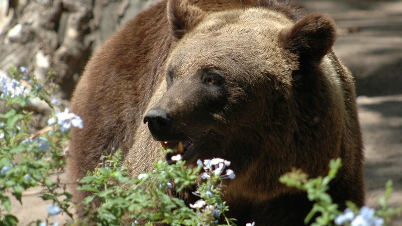 События недели: новый министр, наглые медведи и корова-недотрога