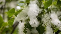 Чем опасен тополиный пух. Отвечает аллерголог