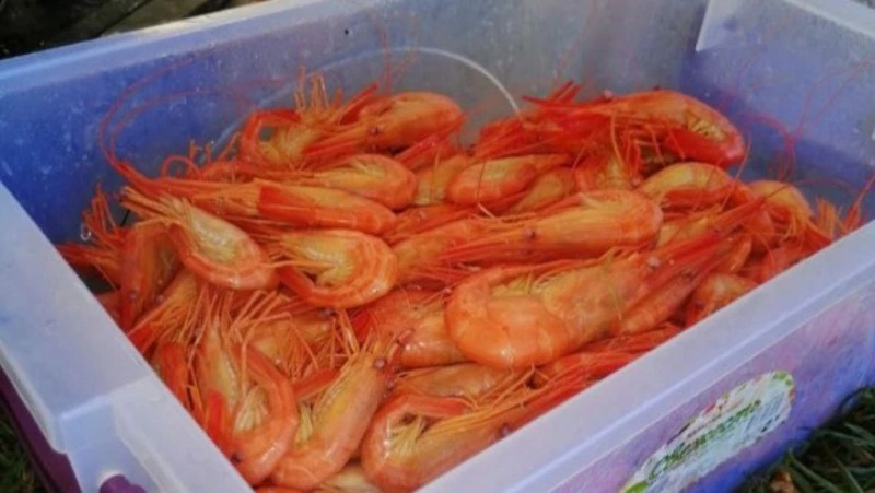 Ящик креветки размером с кулак наловили сахалинцы в озере Буссе