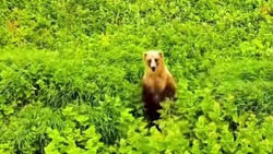  Турист отпугнул медведя с помощью дрона на Итурупе