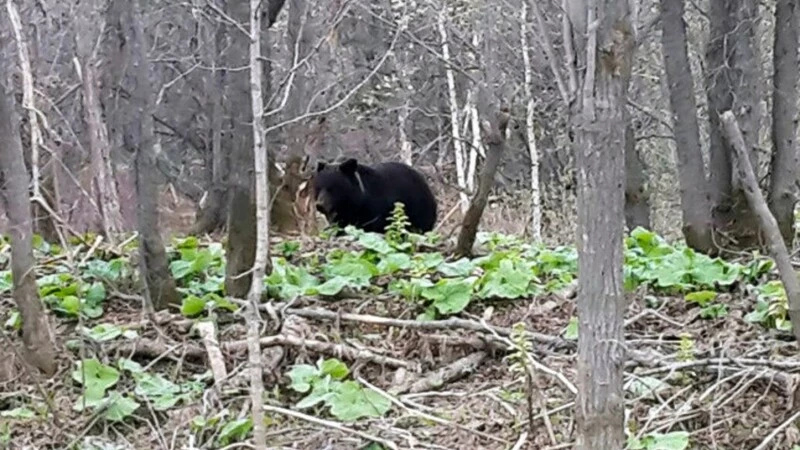 Сахалинский медведь поплатился жизнью за обед цыплятами