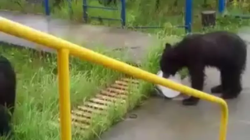 На севере Сахалина медведи не выпускают работников месторождения на улицу