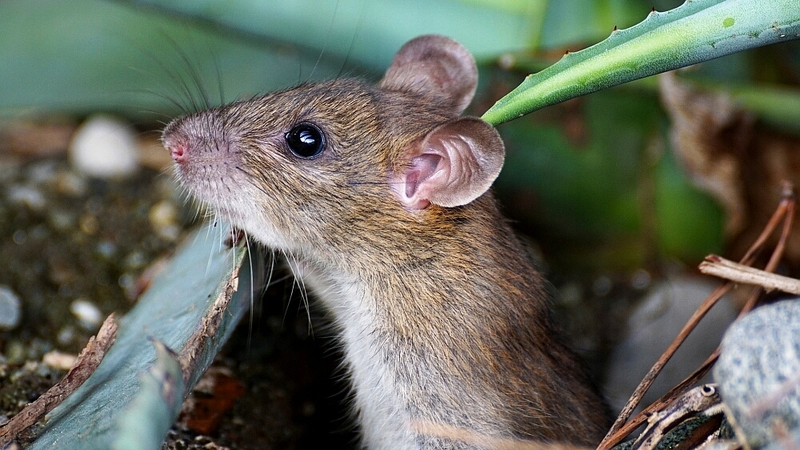 Сахалинцы борются с нашествием мышей