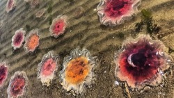 Похожих на цветочное желе медуз выбросило на восточное побережье Сахалина