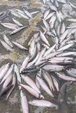 Рыба сама идет в руки: жители Макаровского района вышли на сбор сельди с ведрами