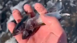 Житель Сахалина снял на видео сивучей в море и усыпанное мойвой побережье в Невельске