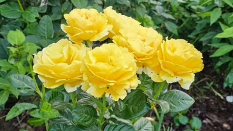 Дачники показали удивительные цветы в садах на Сахалине