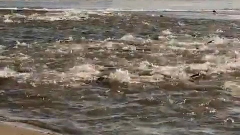 Кета заходит в реки на юге Сахалина. Море кипит