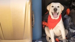 Авиакомпания S7 Airlines открыла онлайн-регистрацию для пассажиров с питомцами 