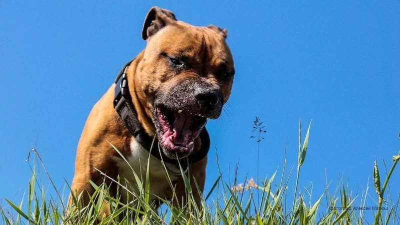 Мэр Холмска взял под личный контроль ситуацию с нападением собаки на местную жительницу