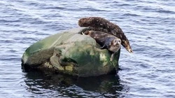 Загорающих на камне тюленей заметили жители Курильска