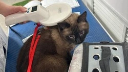 В Сахалинской области введут штрафы за несоблюдение правил регистрации домашних питомцев с 2026 года