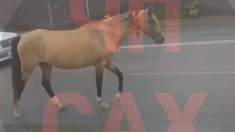 «Кто потерял?»: два коня без присмотра разгуливают в Южно-Сахалинске