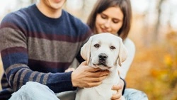 Жителям Сахалина дали советы по воспитанию агрессивной собаки