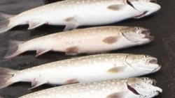 Рыбак похвастался шикарным уловом кунджи на Курилах 