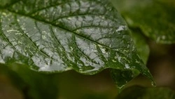 Осадки и туман прогнозируют синоптики в Южно-Сахалинске 11 сентября