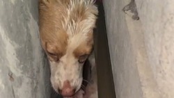 Спасатели почти пять часов доставали застрявшую между домами в Южно-Сахалинске собаку