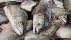 Период лососевой путины на Сахалине и Курилах завершен, всего рыбаки добыли 13 тысяч тонн лосося