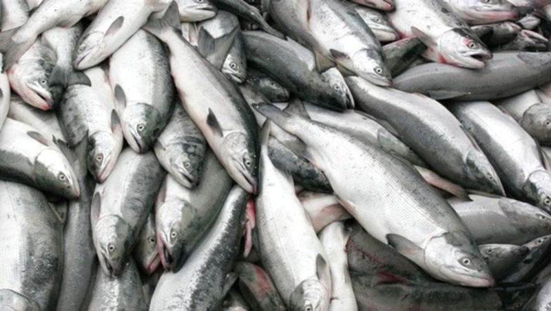 На Сахалине бизнесмен устроился на базу рыбопереработки, чтобы незаконно торговать кетой и горбушей