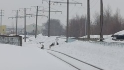 Бастрыкин поручил завести уголовное дело из-за нападений бродячих собак в Южно-Сахалинске